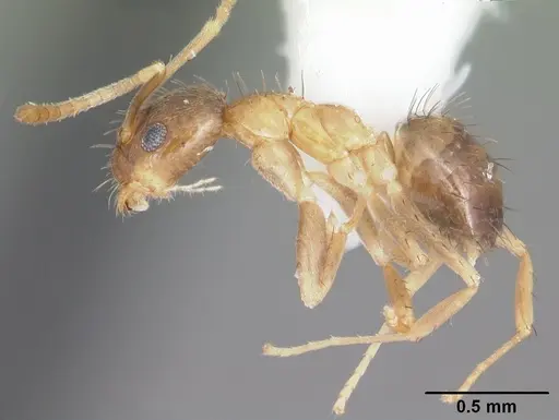 Nylanderia wojciki - CASENT0104268