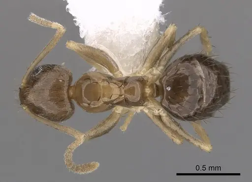 Nylanderia wojciki - CASENT0281000