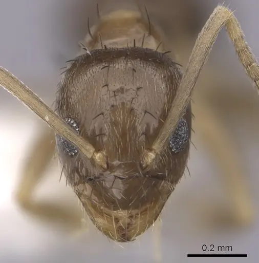 Nylanderia wojciki - CASENT0281000