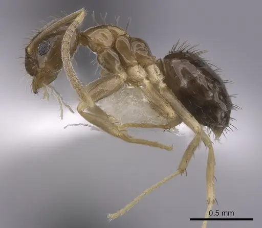 Nylanderia wojciki - CASENT0281000