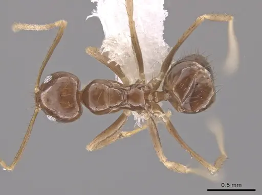 Nylanderia xestonota specimen