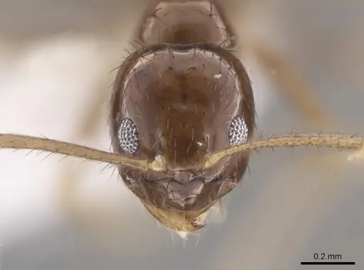 Nylanderia xestonota specimen