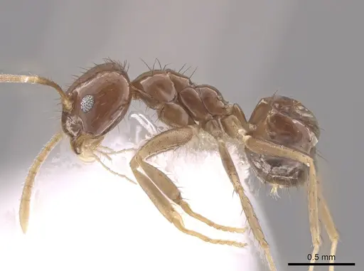 Nylanderia xestonota specimen