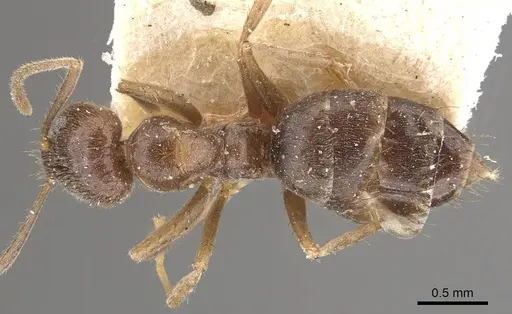 Nylanderia yerburyi specimen