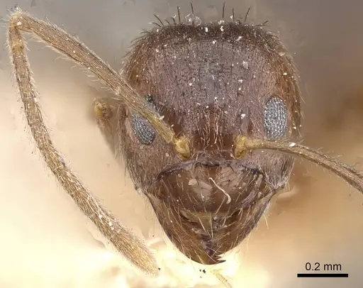 Nylanderia yerburyi specimen