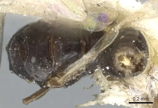 Ochetellus democles specimen