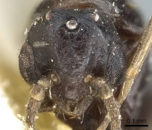 Ochetellus democles specimen