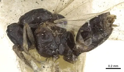 Ochetellus democles specimen