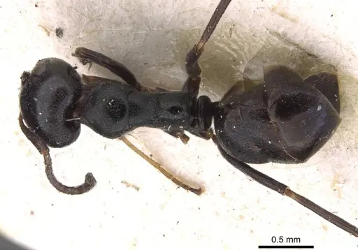 Ochetellus epinotalis specimen