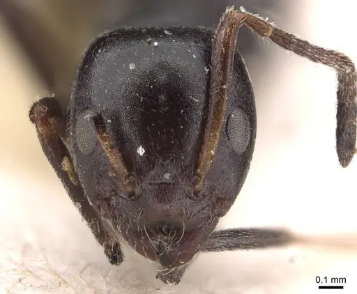 Ochetellus epinotalis specimen