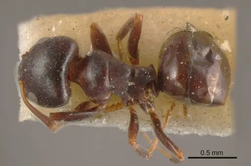 Ochetellus flavipes specimen