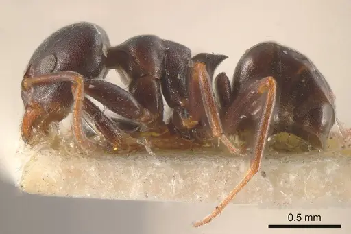 Ochetellus flavipes specimen
