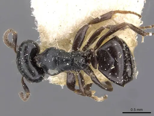 Ochetellus flavipes - CASENT0909561