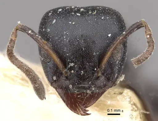 Ochetellus flavipes - CASENT0909561