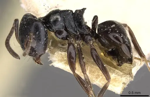 Ochetellus flavipes - CASENT0909561