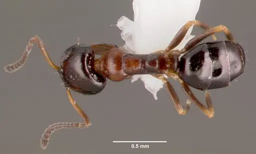 Ochetellus glaber specimen