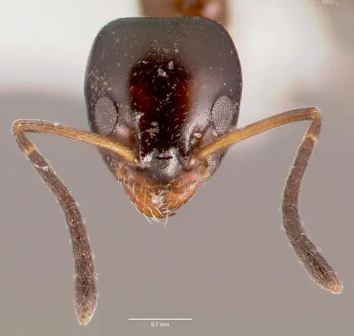 Ochetellus glaber specimen