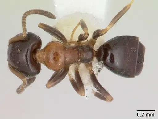 Ochetellus glaber - CASENT0005175