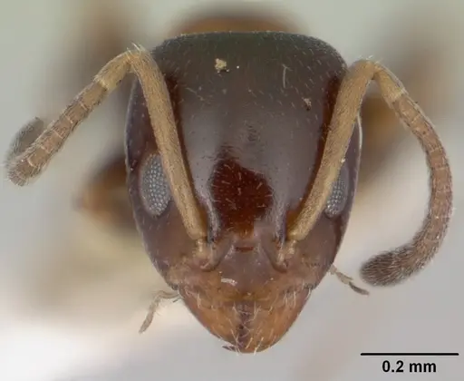 Ochetellus glaber - CASENT0005175