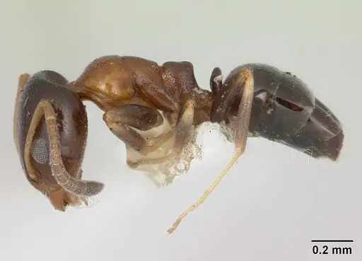 Ochetellus glaber - CASENT0005175