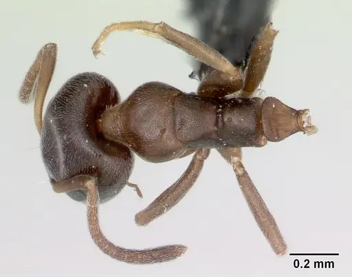 Ochetellus glaber - CASENT0009952