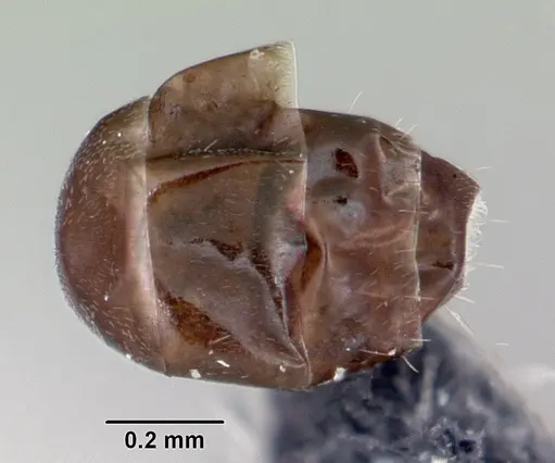 Ochetellus glaber - CASENT0009952