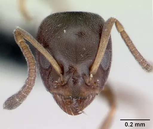 Ochetellus glaber - CASENT0009952