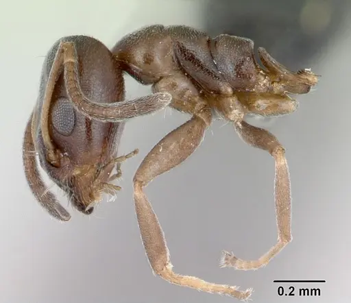 Ochetellus glaber - CASENT0009952