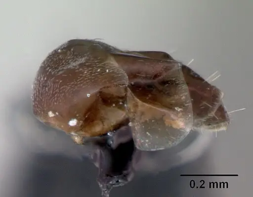 Ochetellus glaber - CASENT0009952