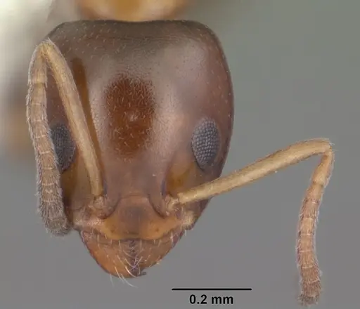 Ochetellus glaber - CASENT0104159