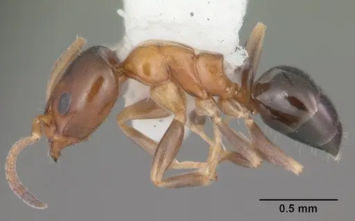 Ochetellus glaber - CASENT0104159