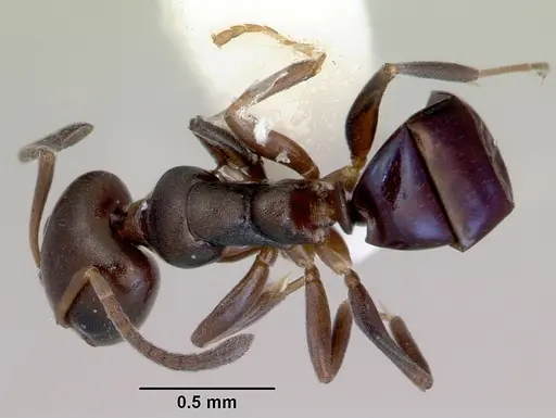 Ochetellus glaber - CASENT0172342