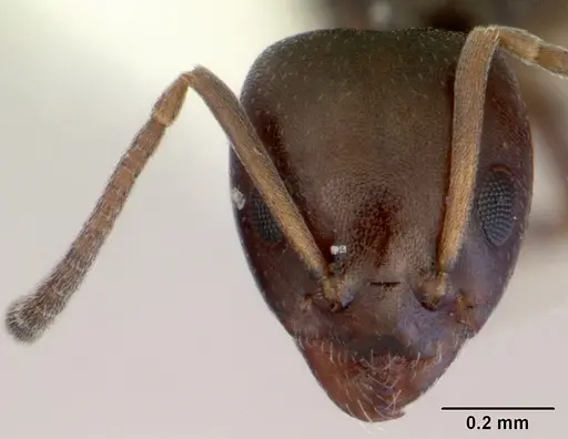 Ochetellus glaber - CASENT0172342