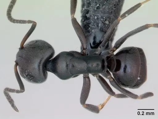 Ochetellus glaber - CASENT0173321