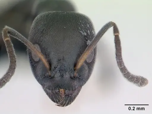 Ochetellus glaber - CASENT0173321