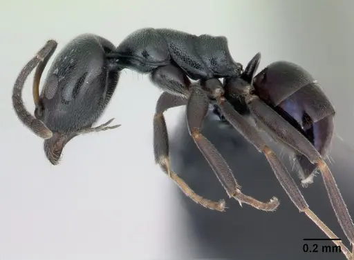 Ochetellus glaber - CASENT0173321