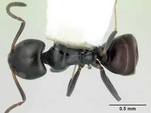 Ochetellus glaber - CASENT0178874