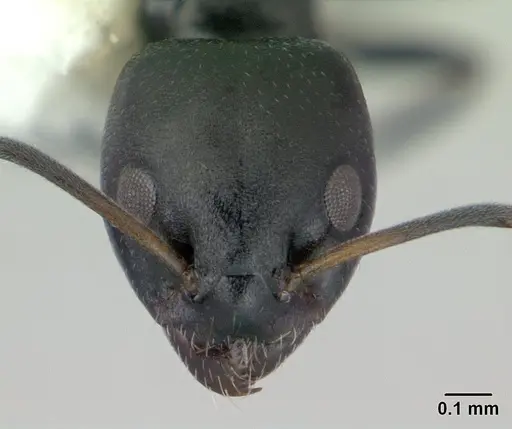 Ochetellus glaber - CASENT0178874