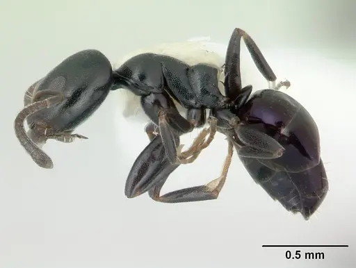 Ochetellus glaber - CASENT0178874