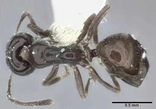 Ochetellus glaber - CASENT0246583