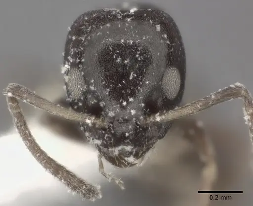 Ochetellus glaber - CASENT0246583