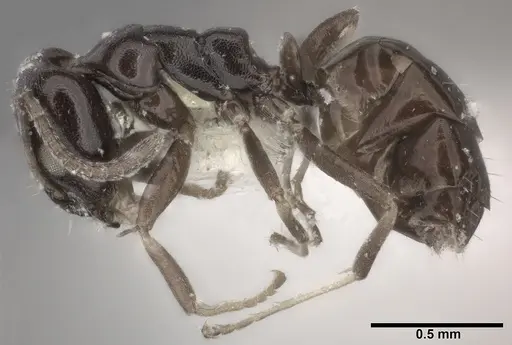 Ochetellus glaber - CASENT0246583