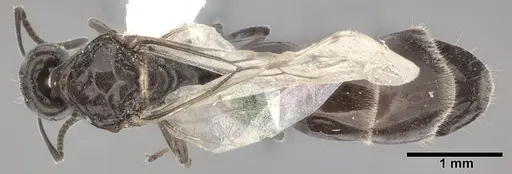 Ochetellus glaber - CASENT0246584