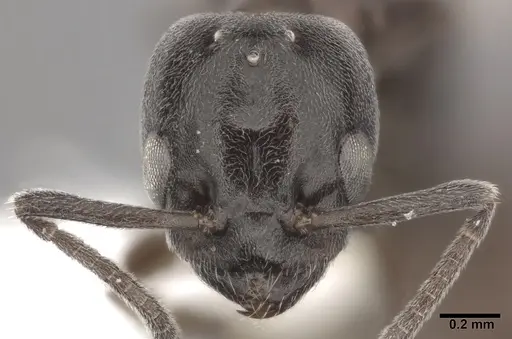 Ochetellus glaber - CASENT0246584