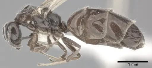 Ochetellus glaber - CASENT0246584