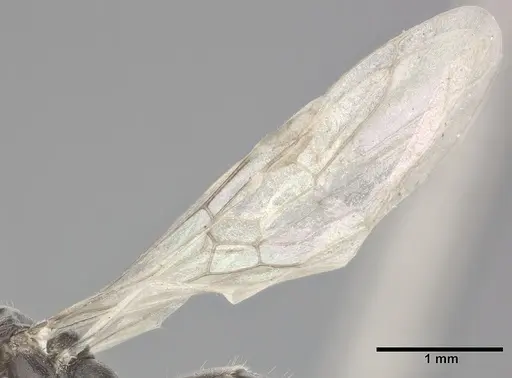 Ochetellus glaber - CASENT0246584