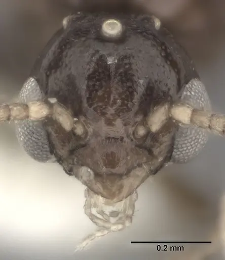 Ochetellus glaber - CASENT0246585