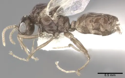 Ochetellus glaber - CASENT0246585