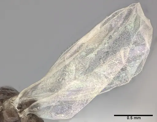 Ochetellus glaber - CASENT0246585