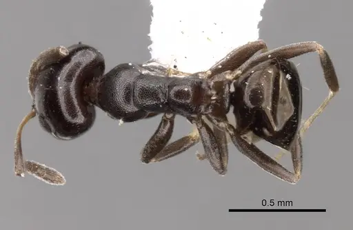 Ochetellus glaber - CASENT0249751